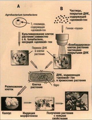 transgennye-organizmy-kak-umenshit-riski
